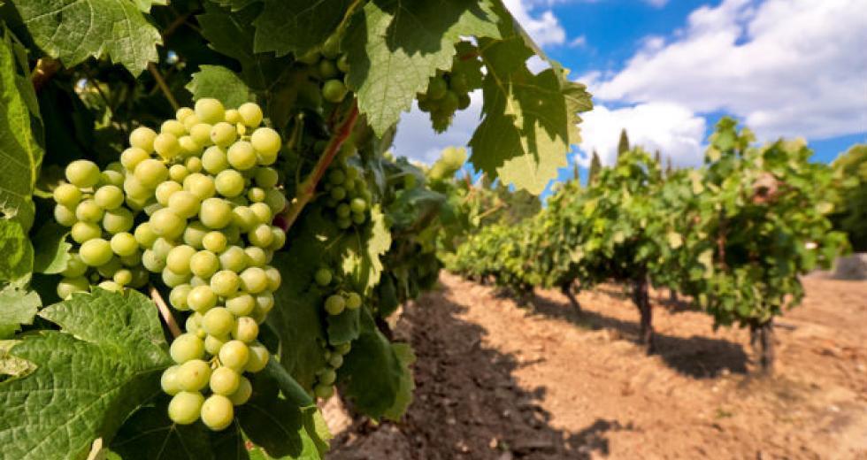 4342355560555282 image