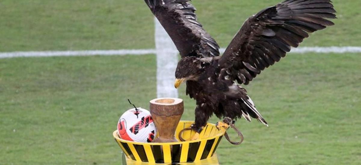 4343108706066384 3620741 170347