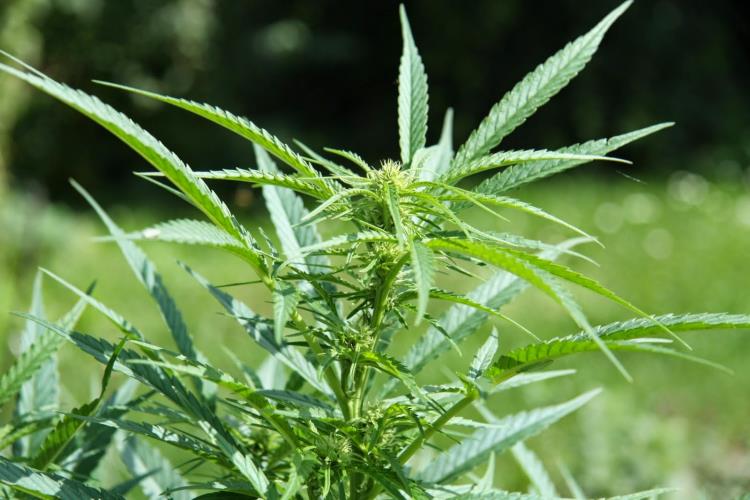 ΦΥΤΟ ΚΑΝΝΒΗΣ