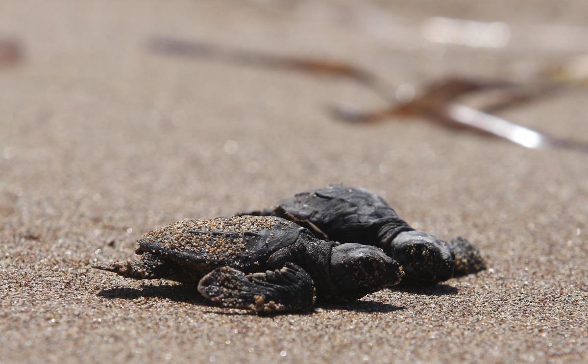 ΚΑΡΕΤΑ ΚΑΡΕΤΑ 8