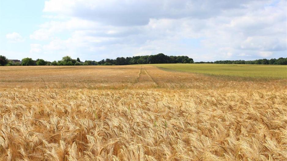 4349255572974582 image