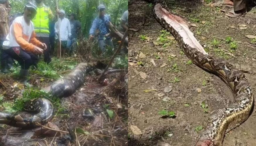 4359501276660642 image