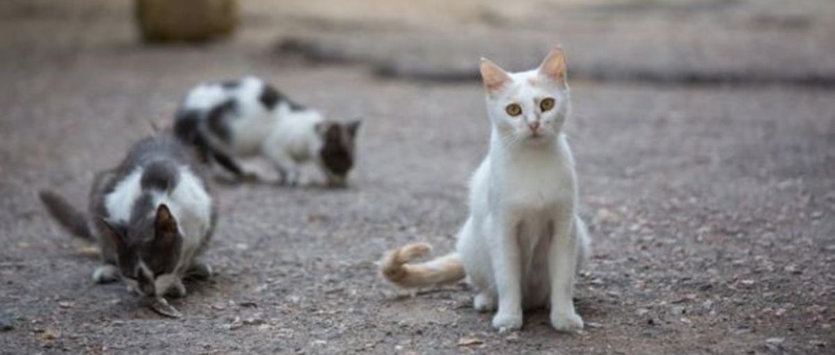 4383465296341163 cats