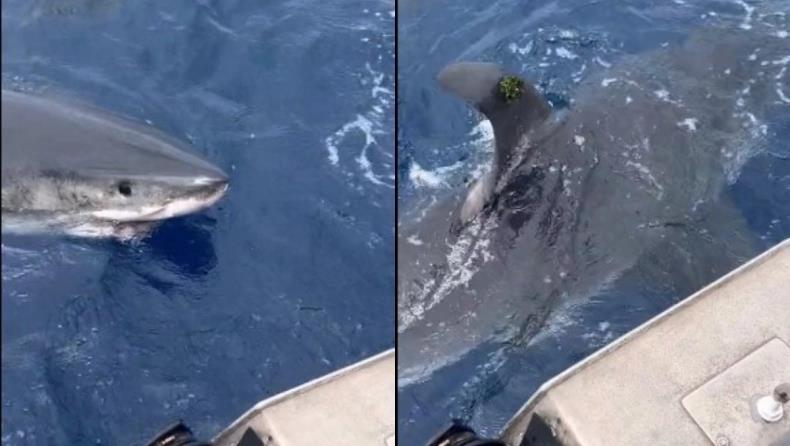 4388052027853165 image