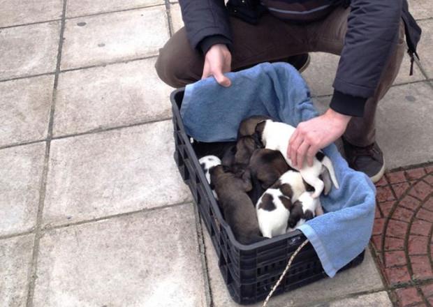 κουταβάκια