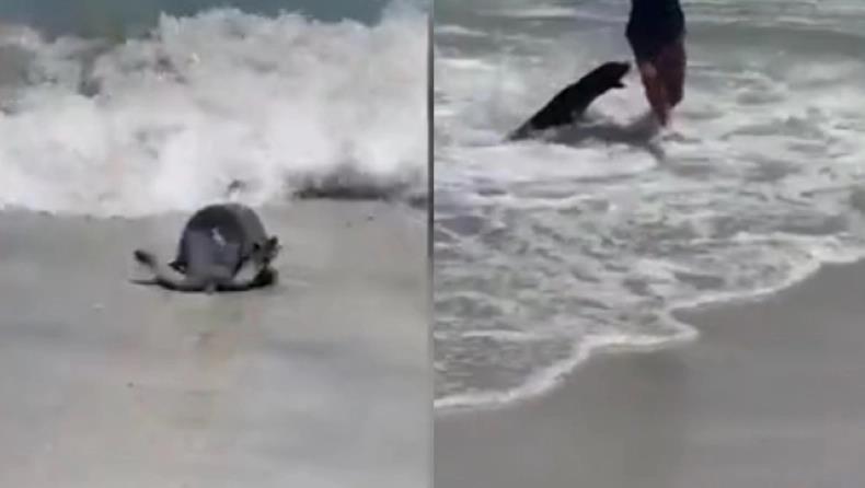 4431269320720990 image