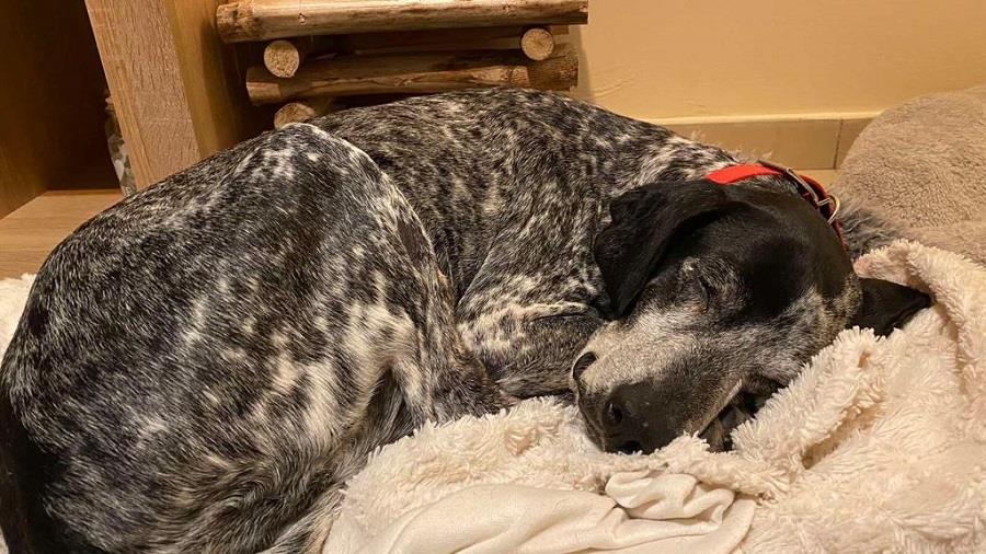 4445160261153263 HERA3