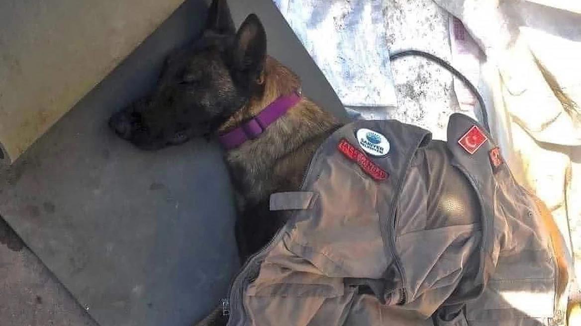 4455544842416037 image