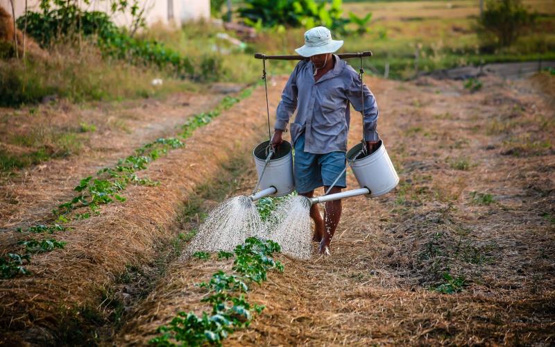 4456990658766725 image