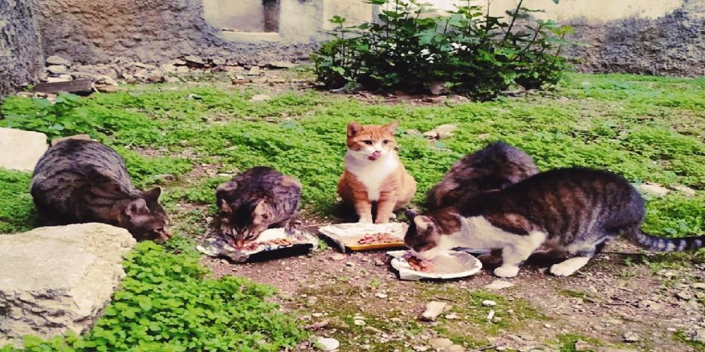 cats