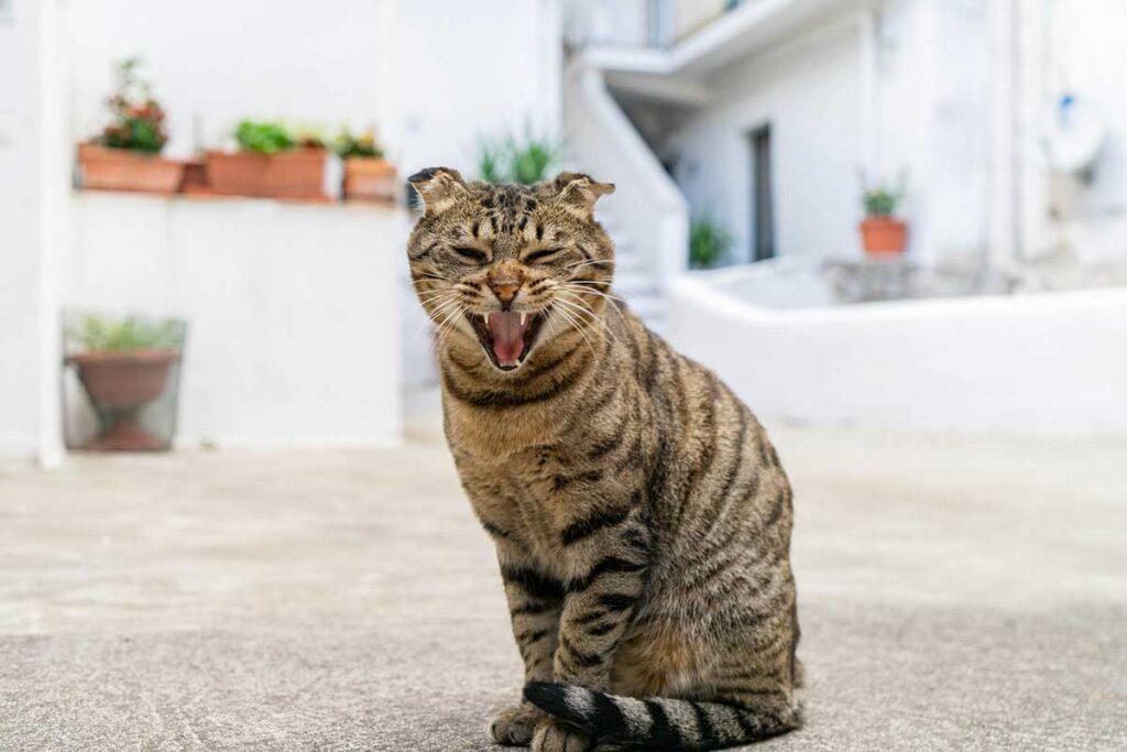γατα