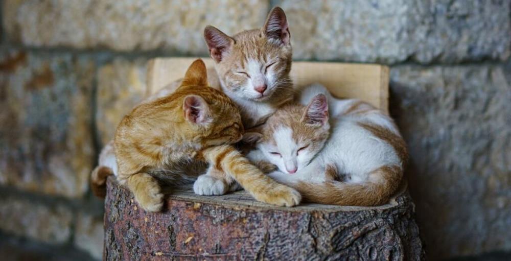 cats
