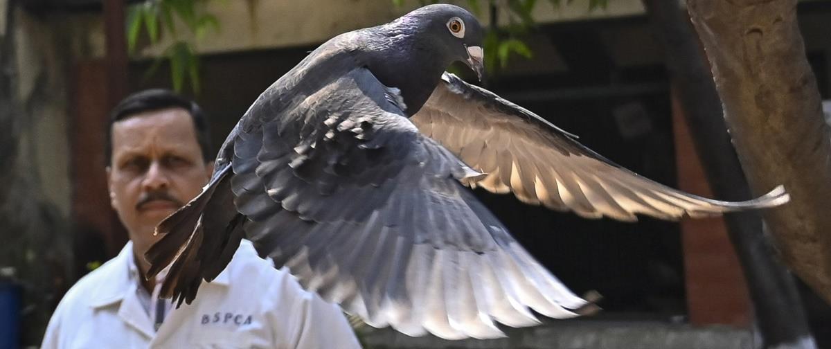 Pigeon-scaled