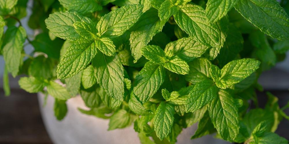 5232149347430930 diosmos