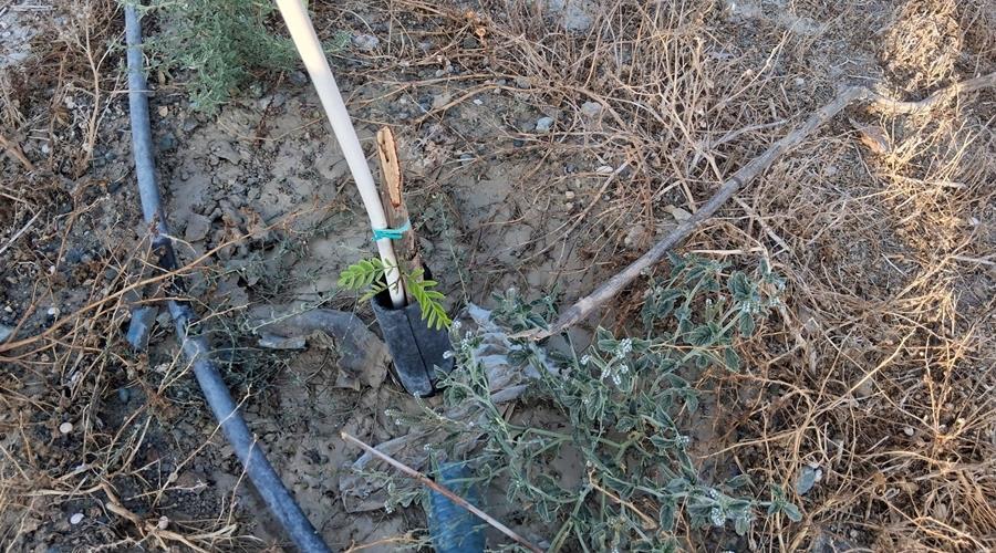 5237193245995276 DOC.20250806.8858785.prasino-simio