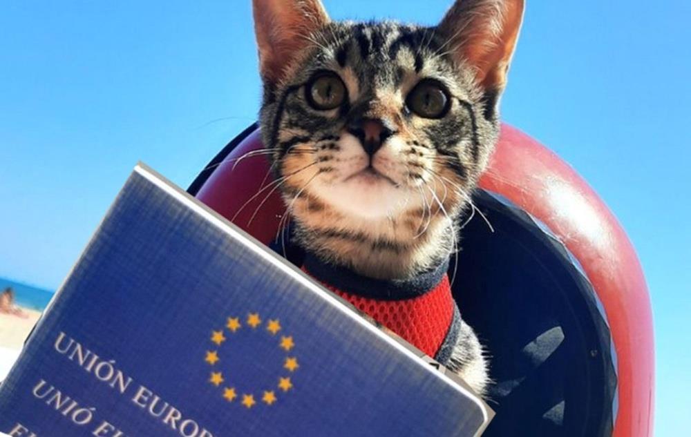 5237309923799715 cats