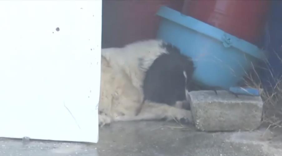 5239136434468413 skulos-keratea