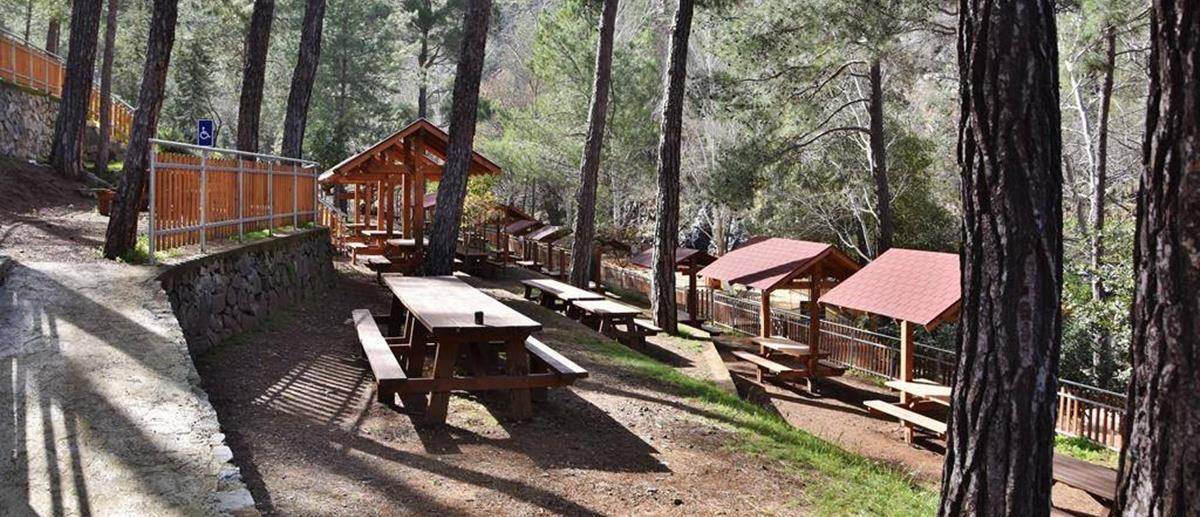 5244912078690496 cats