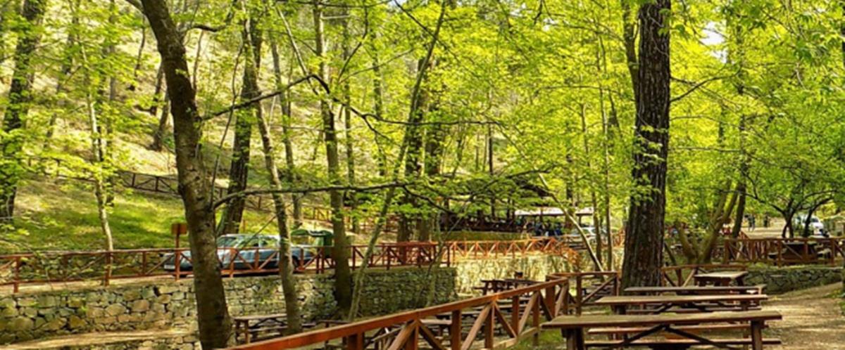 5244994287032622 cats