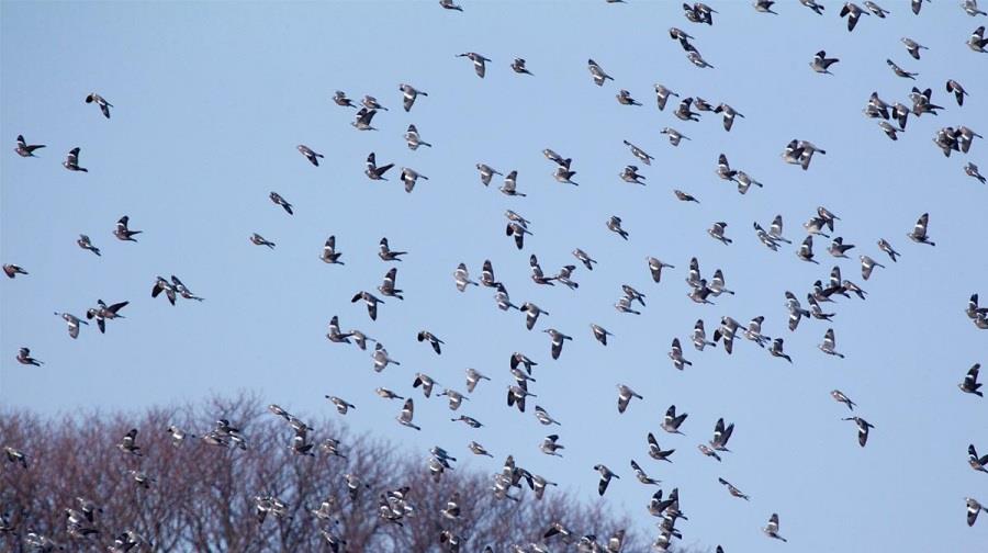 5249180544982432 service fassa