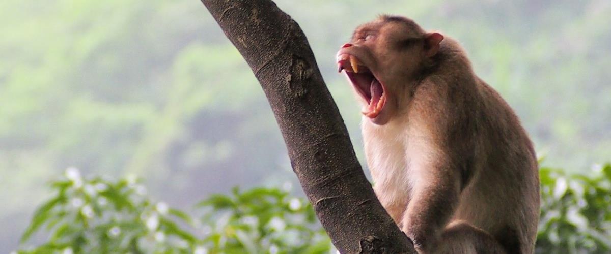 5257296096799519 Macaque Haji Malang-1200x776
