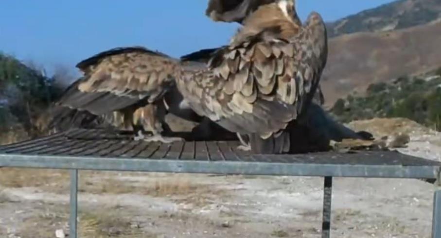 5264104324459420 Capture