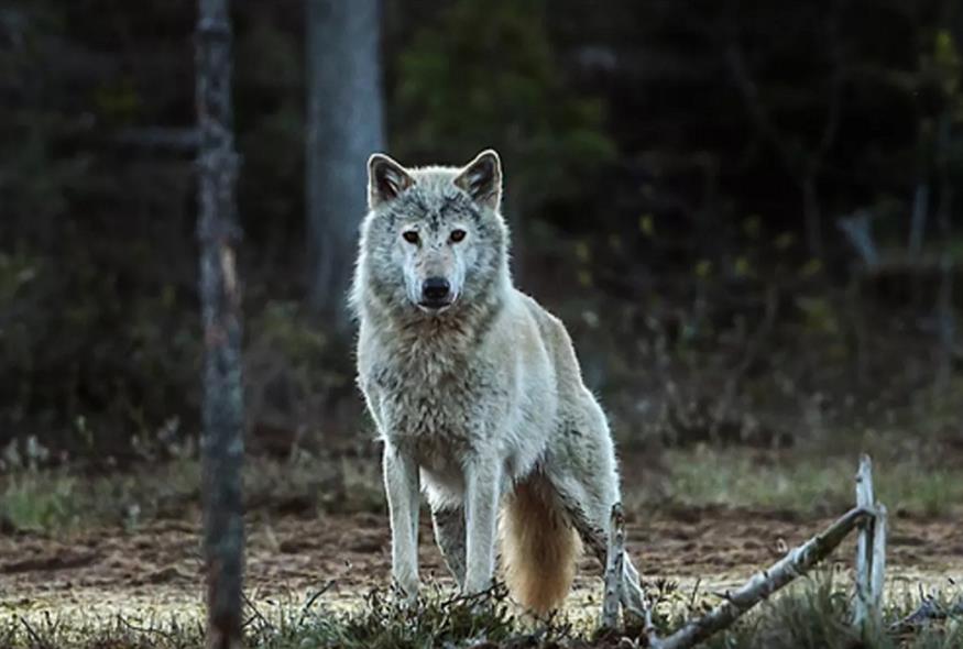 5274361500136058 image