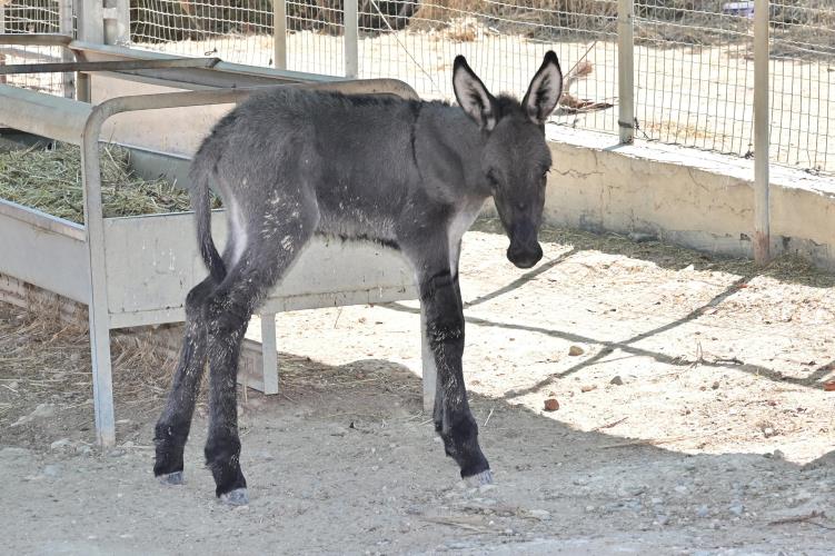 5277192912788319 Γεννητούρια κυπριακού γαϊδουριού (2)