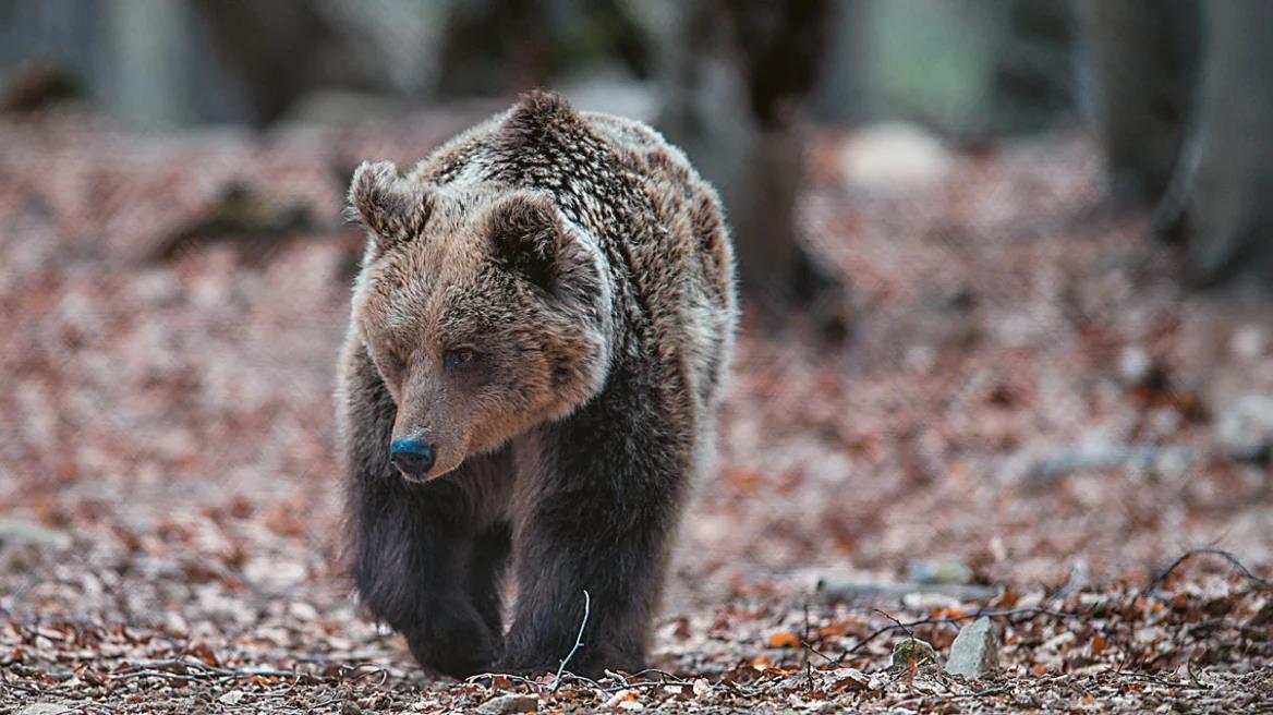 5279520179718195 image