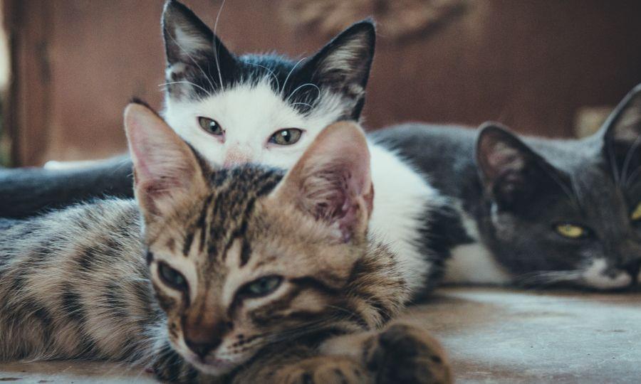 5279730133538904 b cats