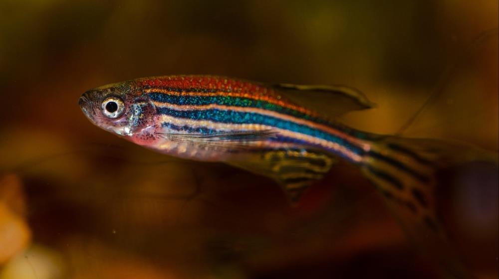 5280308726454548 zebrafish
