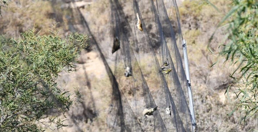 5281414717773585 αμπε