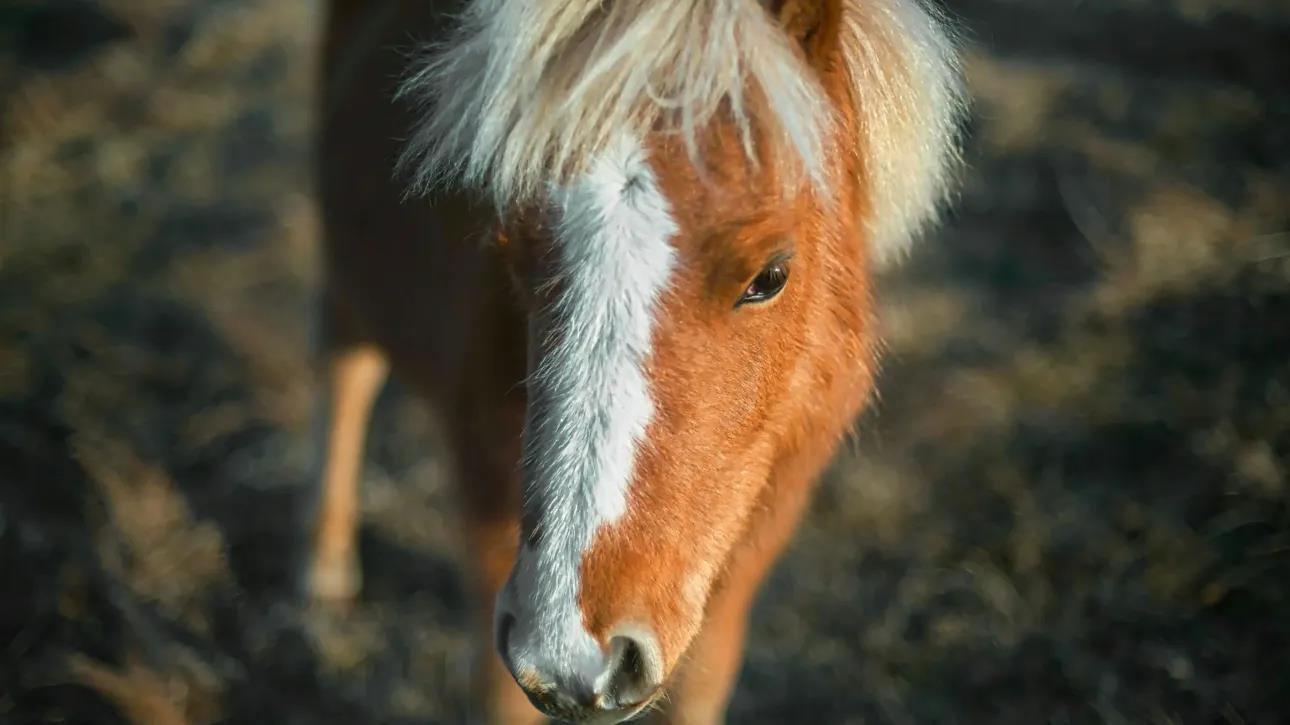 5283892526145582 image