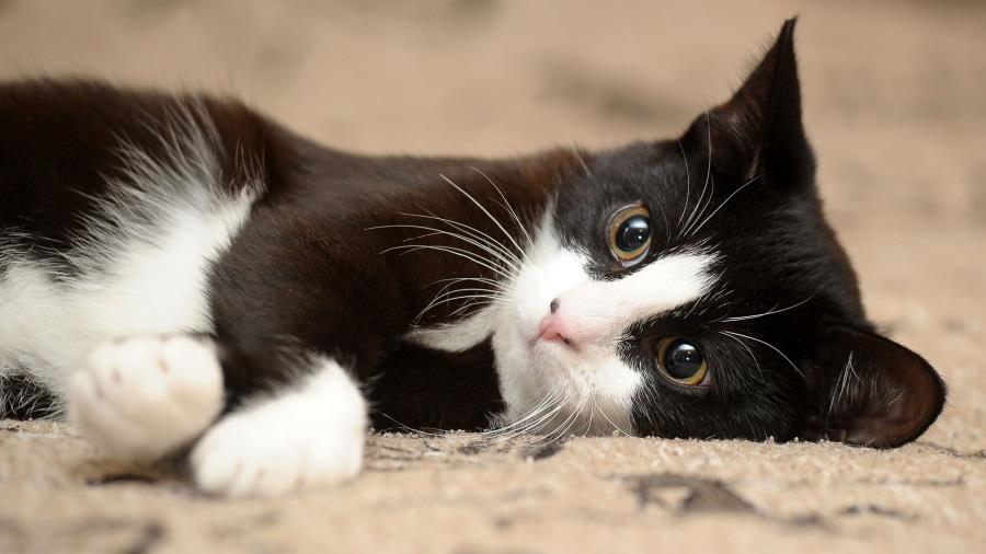 5284583737042423 190924120332 cat