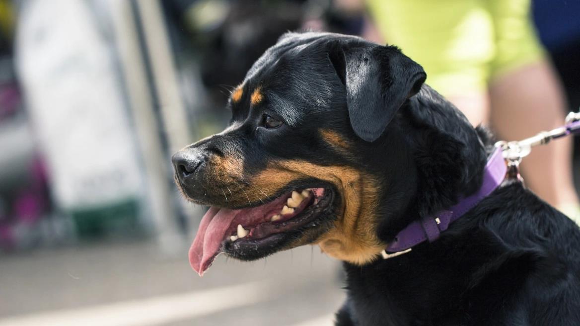 5311648886408521 image