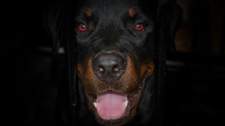 5314083552084540 image