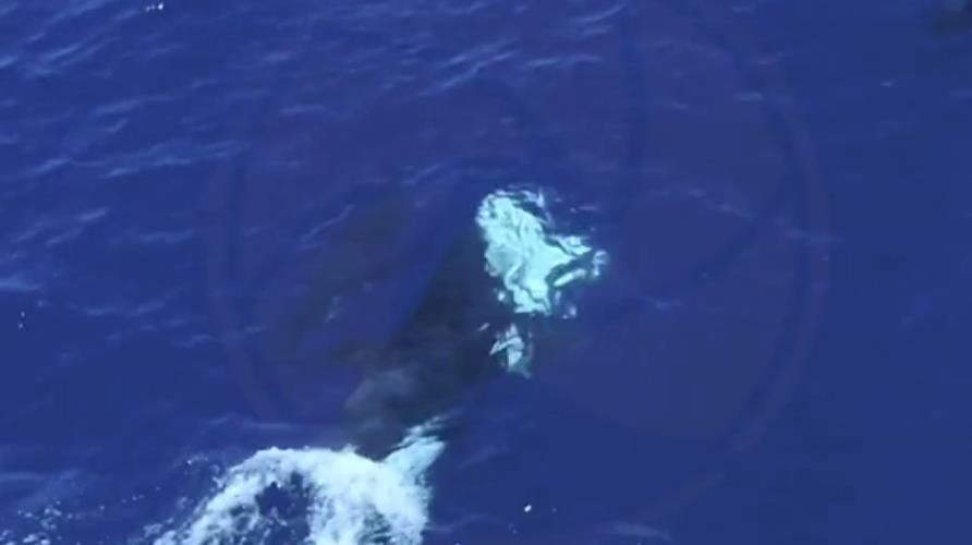 5314201897988836 image