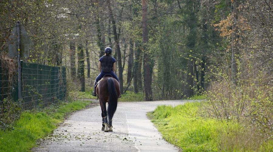 Πρόστιμα για τίναγμα χαλιού, ίππευση αλόγου με υπερβολική ταχύτητα και συνεχές γαύγισμα σκύλου-Οι ποινές που προνοεί νομοσχέδιο