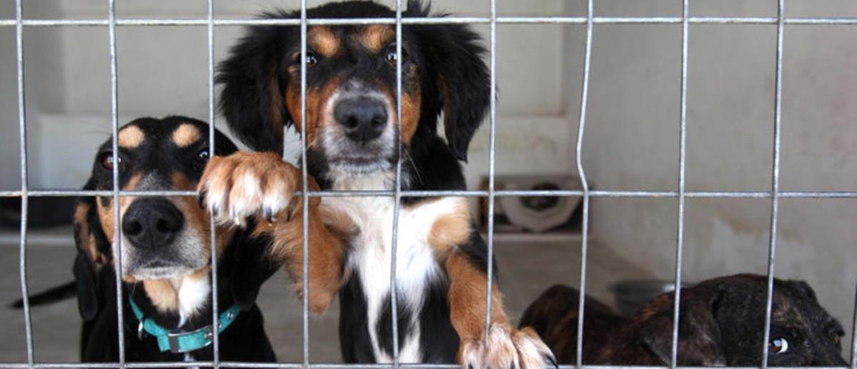 Ανησυχία για απομάκρυνση 2.000 ζωών από καταφύγιο στην Πάφο λόγω λουκέτου-«Δεν είναι αριθμοί, είναι ζωές»