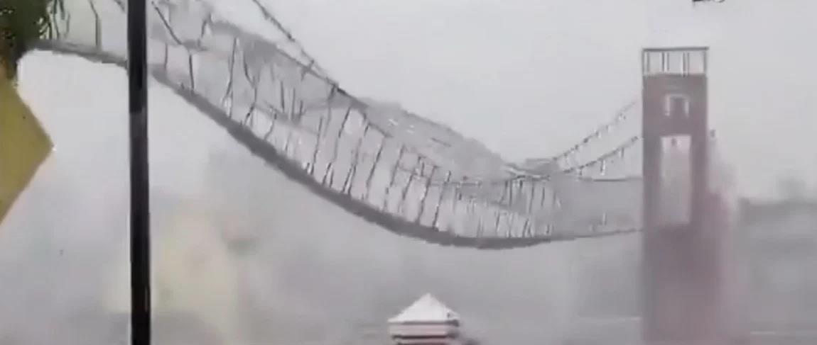 5319316169802819 cats