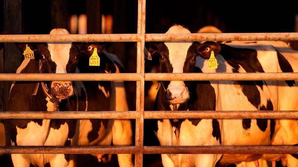 5322097539303491 image