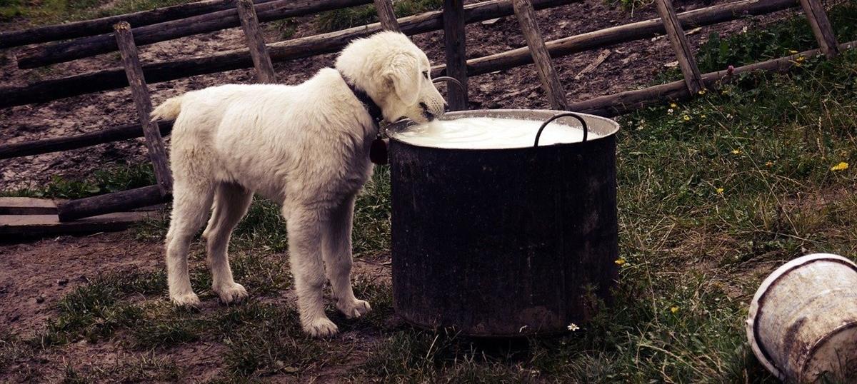 Καταγγελία από το Κόμμα για τα Ζώα ότι αλλοδαποί «συλλαμβάνουν» σκυλάκια και γατάκια για να τα καταναλώσουν-Ζητά έρευνα από τις Αρχές