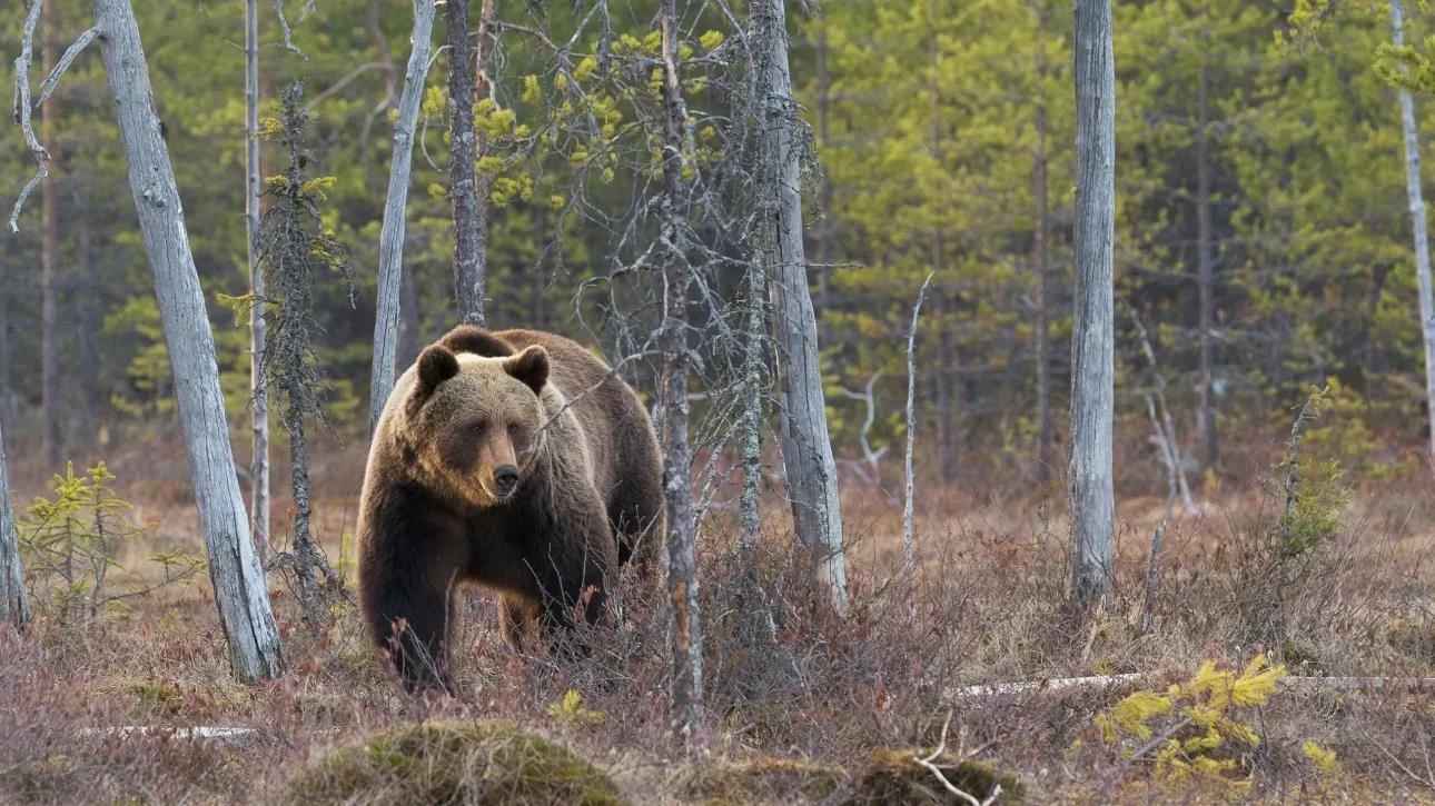 5329661527952120 image