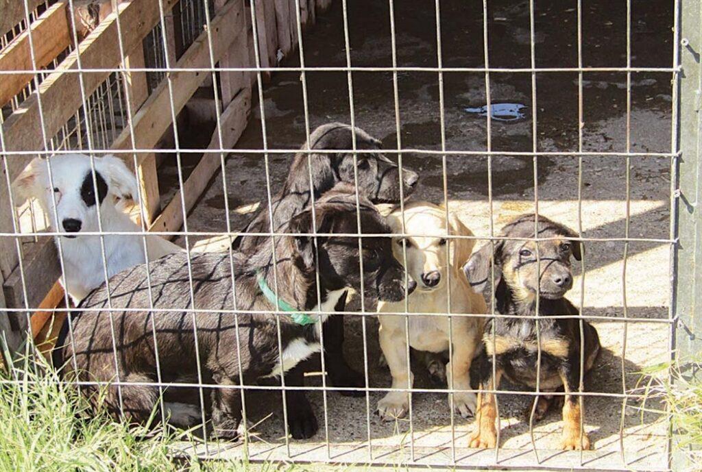 Θέλει οριστική επίλυση των θεμάτων της ευημερίας των Ζώων η Επίτροπος Περιβάλλοντος