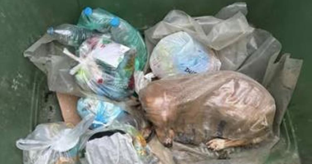 Σοβαρό περιστατικό στην Ελλάδα-Τύλιξαν σκύλο και τον πέταξαν σε κάδο σκουπιδιών (pics)