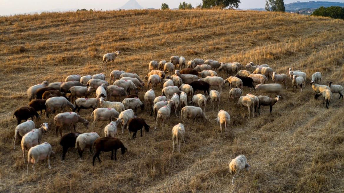 5334695246634400 image