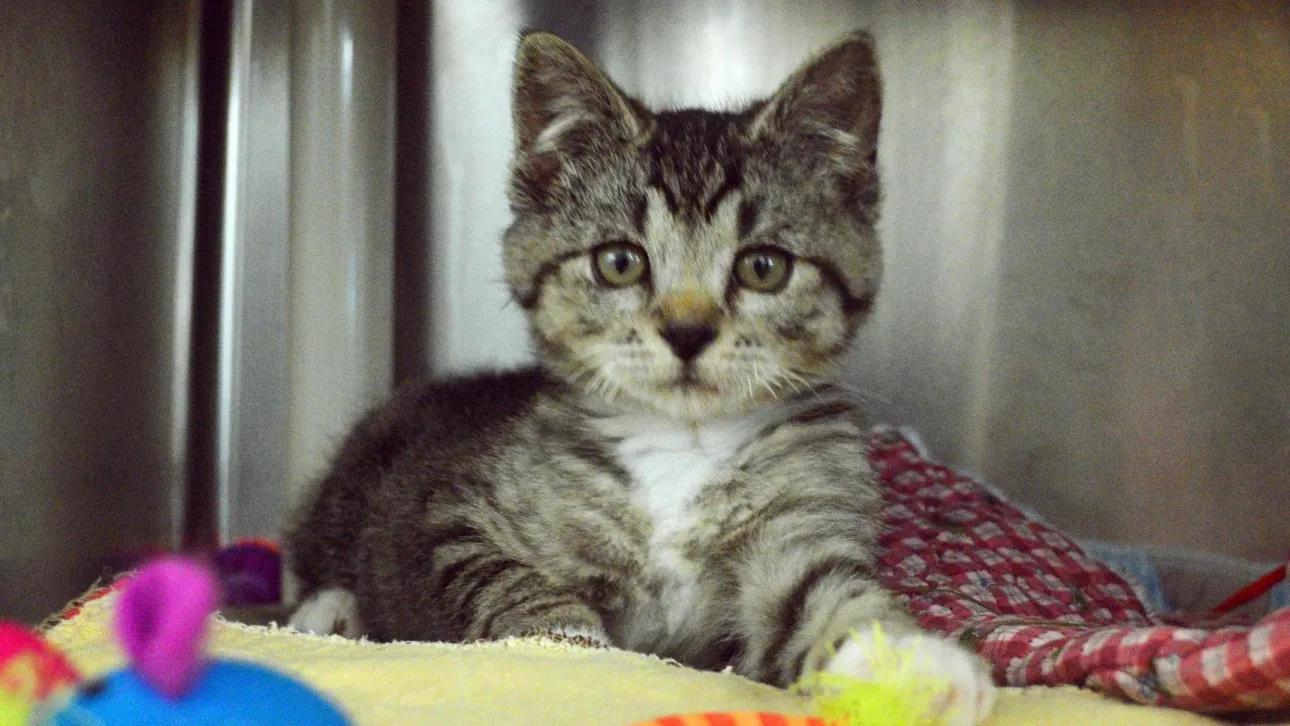 5337327916283427 image