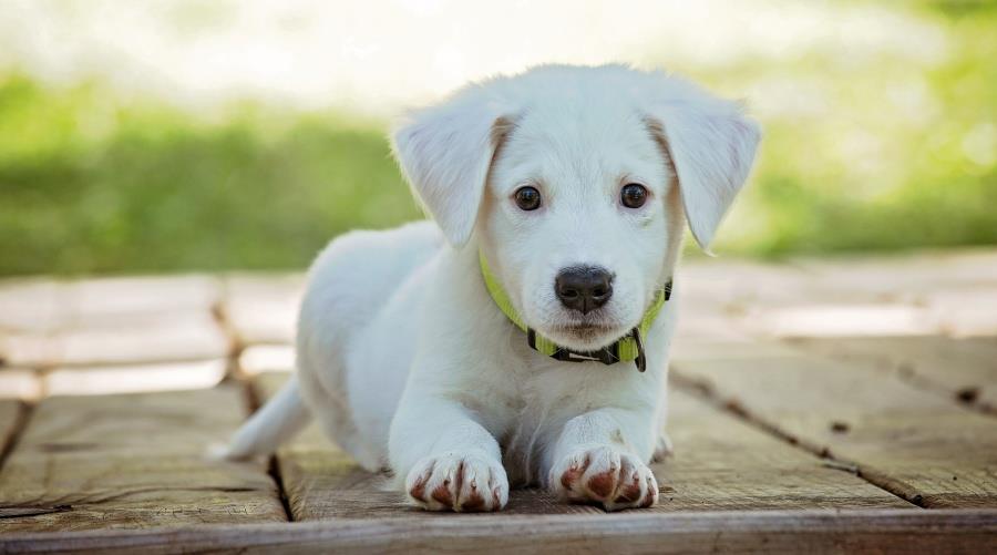 Καταγγελίες για pet shops από το Κόμμα για τα Ζώα-Ισχυρίζεται ότι έξι στα δέκα δεν έχουν άδεια