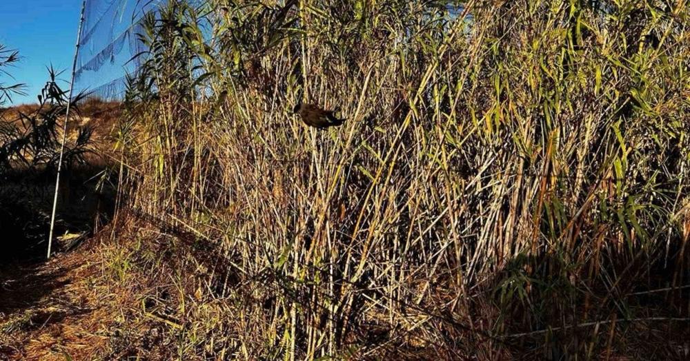 5340709529480505 cats