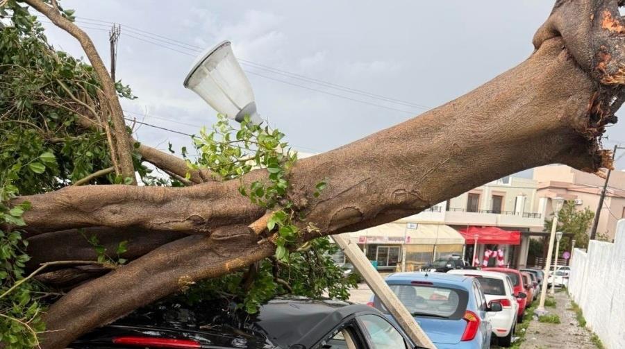 Θυελλώδεις άνεμοι σφυροκόπησαν τη Ρόδο-Έπεσαν δέντρα, έσπασαν κάβοι πλοίου